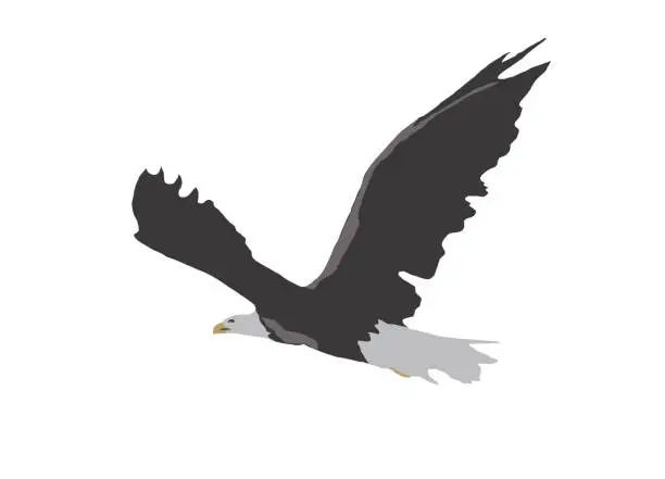 Photo of Illustration of a flying eagle isolated