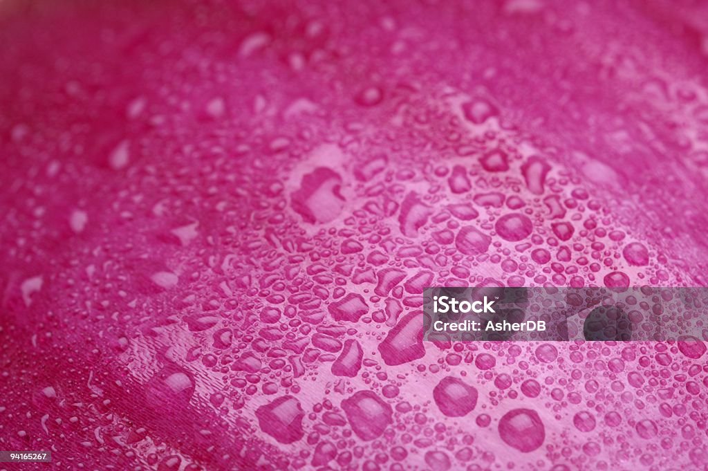 Cebolla colorada, macro con fregadero - Foto de stock de Agua libre de derechos