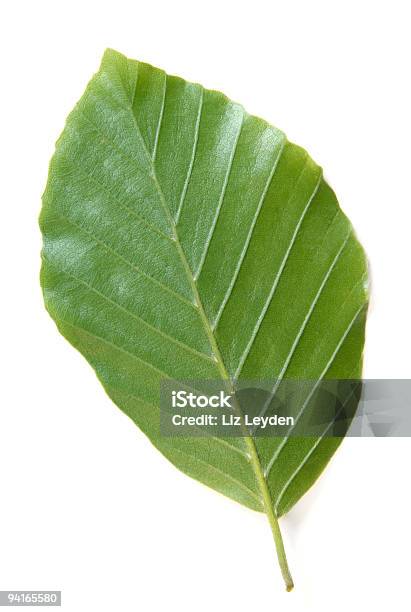 Beech 잎 밑면 0명에 대한 스톡 사진 및 기타 이미지 - 0명, 녹색, 바로 아래서 올려다보기