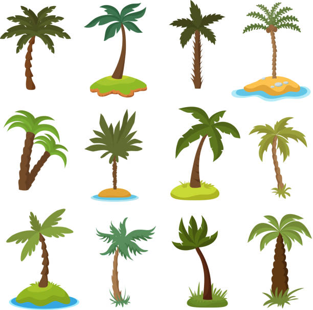 Cartoon palm trees on tropical exotic islands vector set Cartoon palm trees on tropical exotic islands vector set. Illustration of island with green palm collection palm tree illustrations stock illustrations