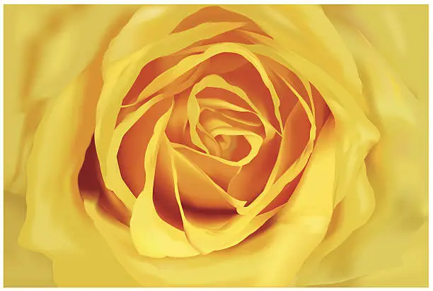 Vector illustration of Yellow Rose Close-Up