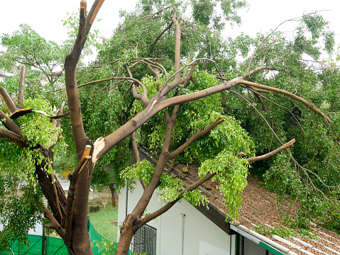 Fallen tree on the roof after big storm