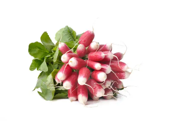 bunch of radishes isolated on white background