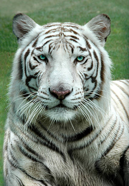 White Bengal Tiger with green eyes posing graciously