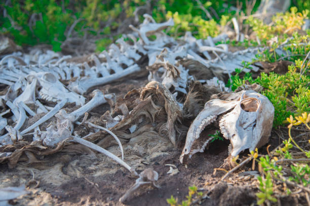istock Deer Skull in Oahu island, America 941670106