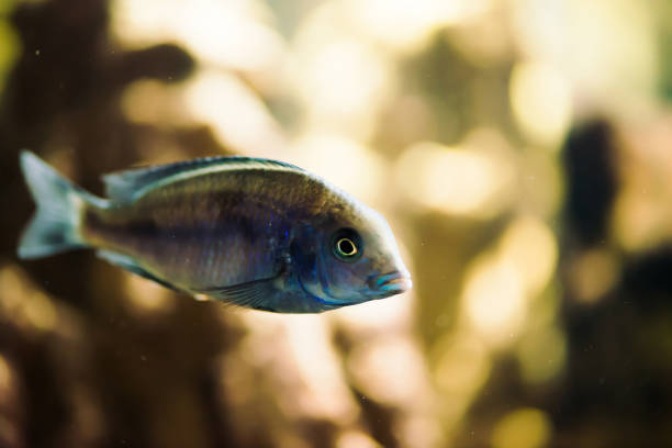 аквариумные рыбы - hybridization стоковые фото и изображения