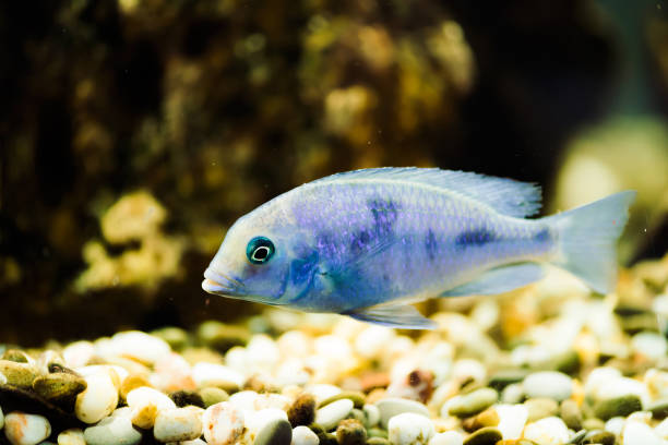 аквариумные рыбки - hybridization стоковые фото и изображения