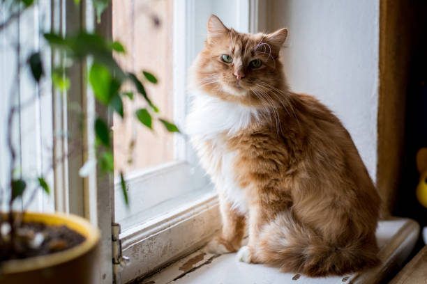 istock Cute funny fluffy red cat sitting on the window 941673592