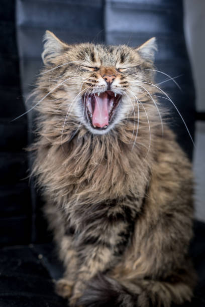 istock Cute funny tabby gray cat is yawning 941673596