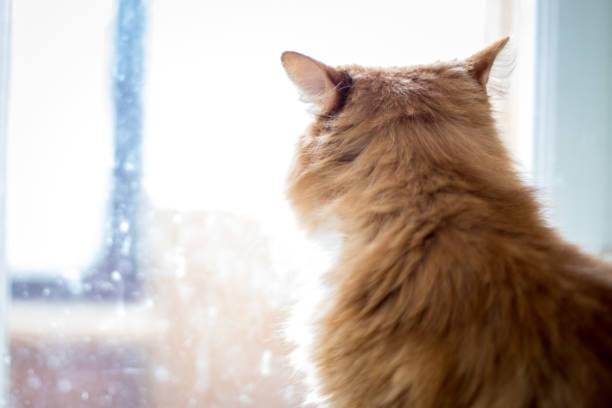 istock Cute funny fluffy red cat sitting on the window 941673602