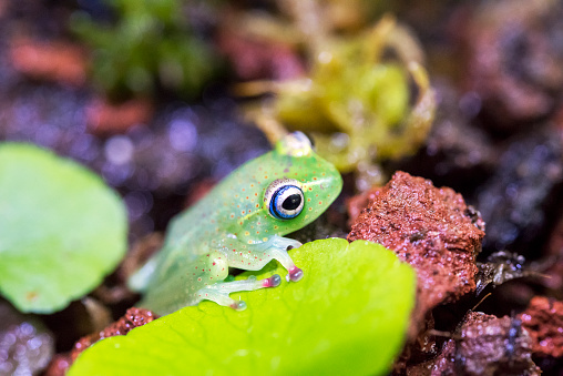 Glass frog,boophis erythrodactylus