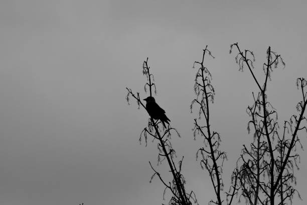 istock Silhouette of bird in tree against overcast sky 941678104