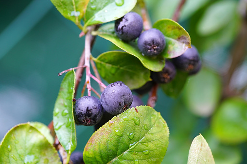 Ripe chokecherries hang in bunches on a branch alongside a country road