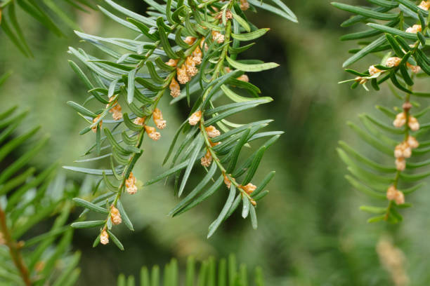 yew floret yew floret taxus cuspidata stock pictures, royalty-free photos & images
