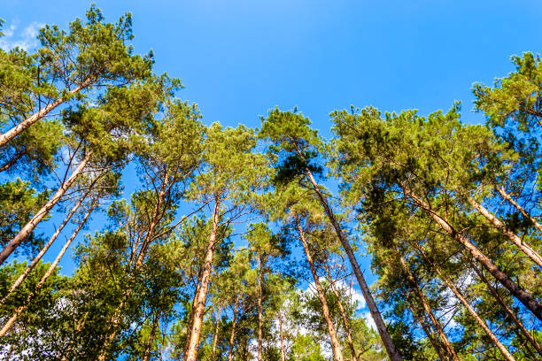 istock Spring forest with canopy trees on sky background. High treetops in woods. 941678810