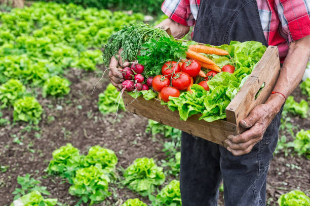 istock Crate with vegetables 941679028