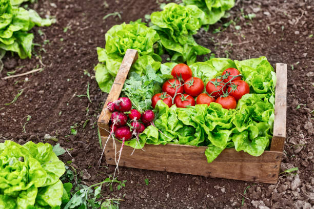 istock Crate with vegetables 941679034
