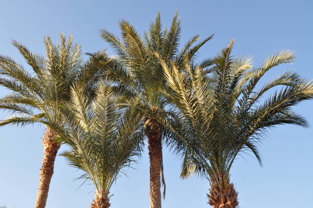 istock green lush palm trees against the blue sky 941679040