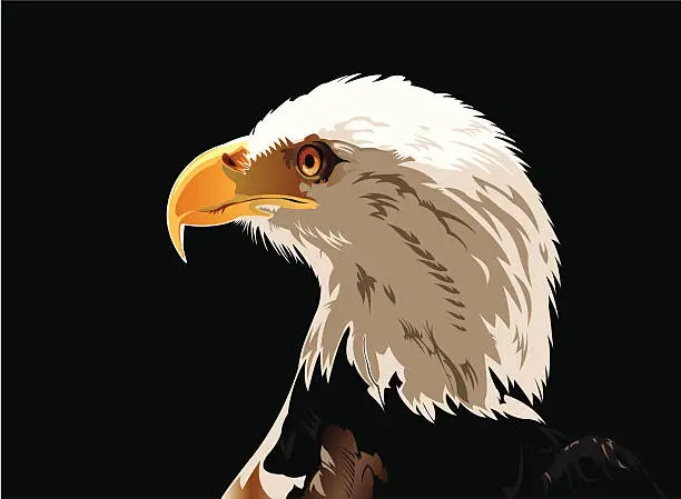 Vector illustration of Head of Bald Eagle