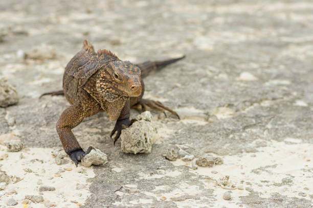 istock Iguana close-up on stones to the camera 941681718