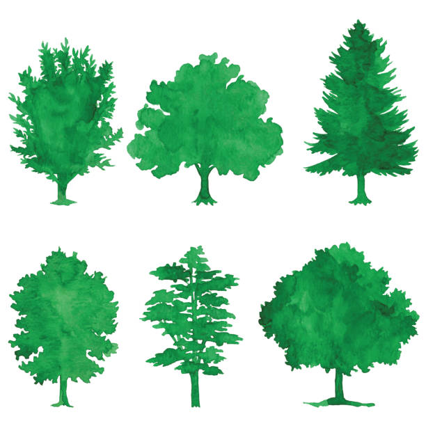 수채화의 녹색 나무 - symbol leaf white background isolated stock illustrations