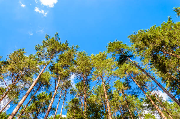 istock Spring forest with tree tops on blue sky background. Green crowns of pine. 941683276