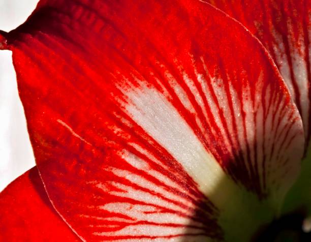 太陽に照らされた赤い花花びらアマリリスのクローズ アップ - campanula close up flower potted plant ストックフォトと画像