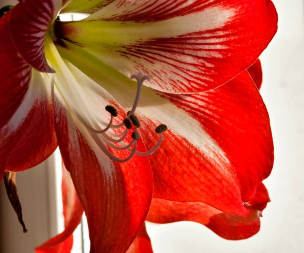 太陽に照らされた赤い花花びらアマリリスのクローズ アップ - campanula close up flower potted plant ストックフォトと画像