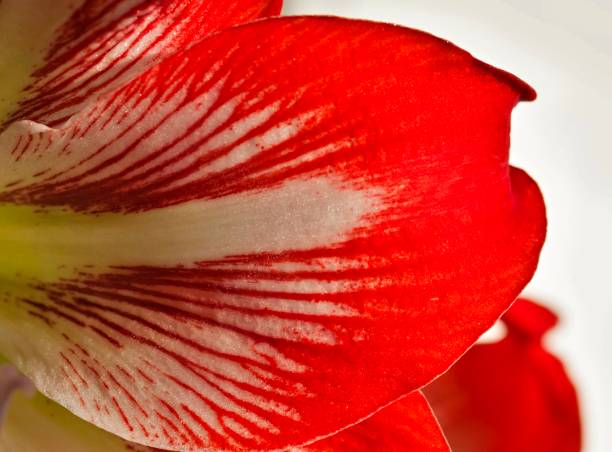 rode bloem petal amaryllis close-up verlicht door de zon - boubou stockfoto's en -beelden