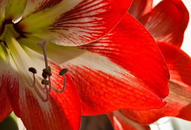 rode bloem petal amaryllis close-up verlicht door de zon - boubou stockfoto's en -beelden