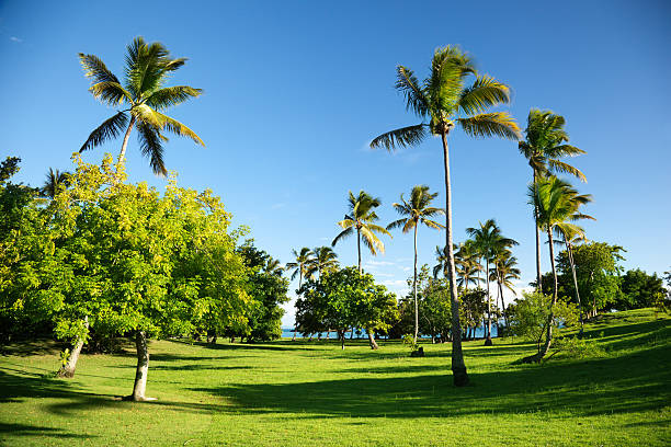 istock caribbean sea and palms 94168971