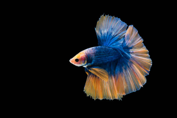 istock A blue siamese fighting fish and yellow tail on black background 941691652