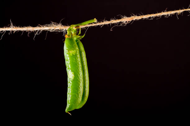 istock green pea and rope on black background with clamp 941691660