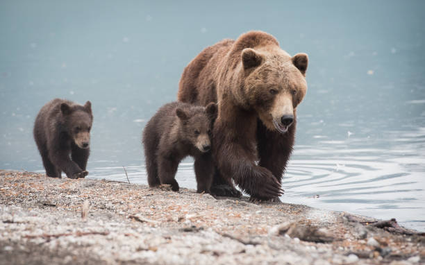 istock Kamchatka Land of Fire & Ice 941691684