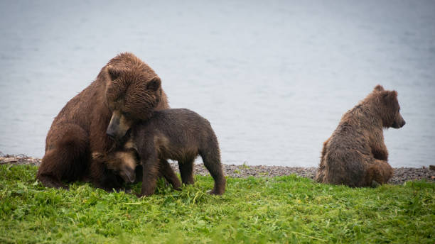 istock Kamchatka Land of Fire & Ice 941691700