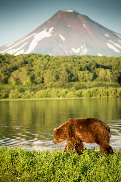 istock Kamchatka Land of Fire & Ice 941691836