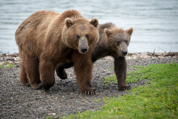 istock Kamchatka Land of Fire & Ice 941691842
