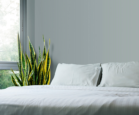 Home and garden concept of sansevieria trifasciata or Snake plant in the bedroom