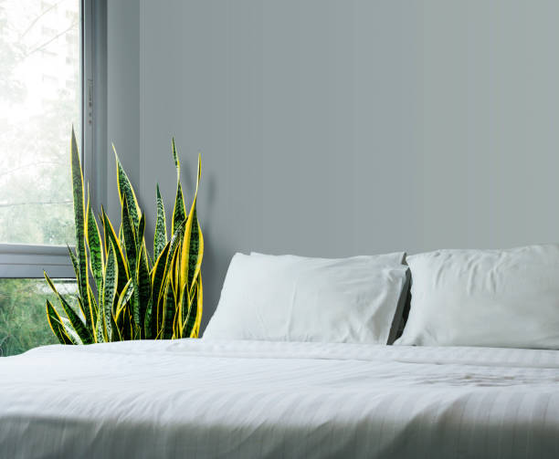 Home and garden concept of sansevieria trifasciata or Snake plant in the bedroom Home and garden concept of sansevieria trifasciata or Snake plant in the bedroom sanseveria trifasciata photos stock pictures, royalty-free photos & images