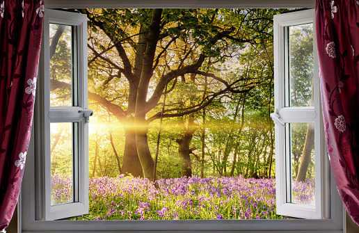Window open onto bluebell forest woodland sunrise in the morning light. Fresh landscape view from indoors.