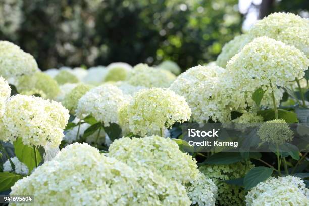 Hydrangea Flowers In A Garden Over Blurred Background Stock Photo - Download Image Now