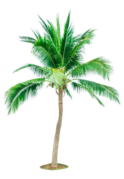 istock Coconut tree isolated on white background with copy space. Used for advertising decorative architecture. Summer and beach concept. Tropical palm tree. 941695934