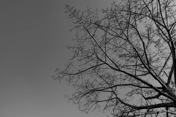 실루엣 죽은 나무에 대 한 어두운 극적인 하늘 배경에 무서운 또는 죽음 - lamentation 뉴스 사진 이미지