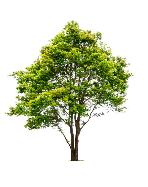 istock Fresh green deciduous trees isolated on white background with copy space 941695940