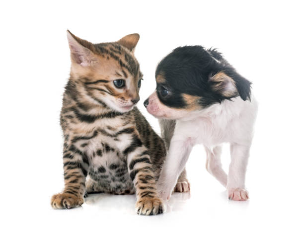 istock bengal kitten and puppy chihuahua 941698150
