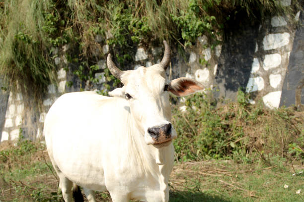 indian Cow, Desi white cow indian Cow, Desi white cow nguni cattle stock pictures, royalty-free photos & images
