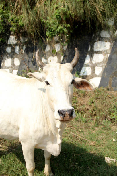 istock indian Cow, Desi white cow 941698286