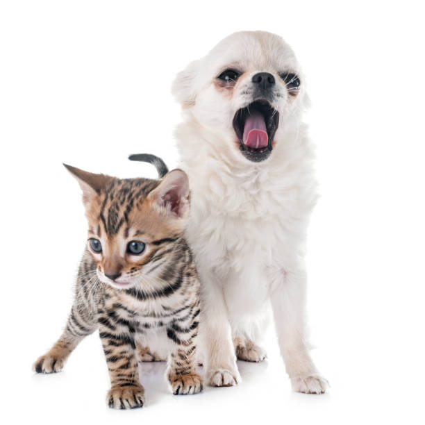 istock bengal kitten and puppy chihuahua 941698356