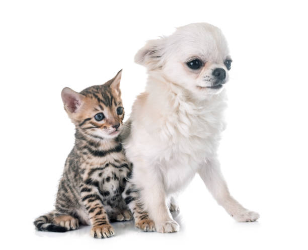 istock bengal kitten and puppy chihuahua 941698410