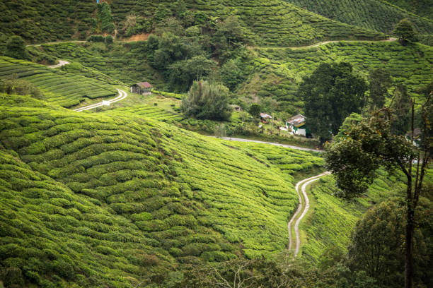 istock Tea fields on cloudy day, Cameron Highlands, Malaysia 941698612